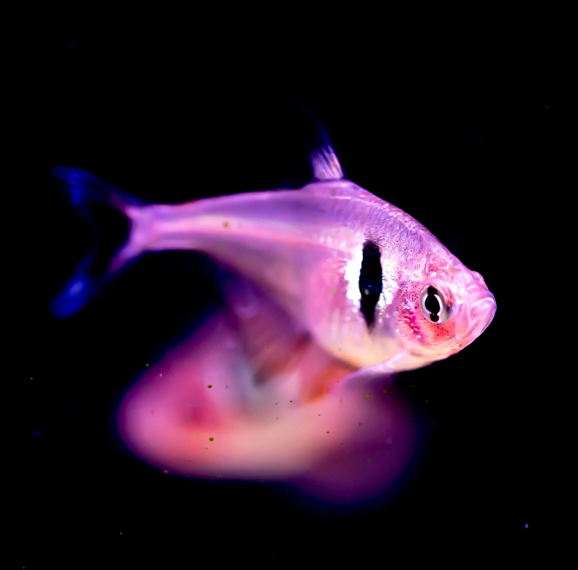 Tetra's