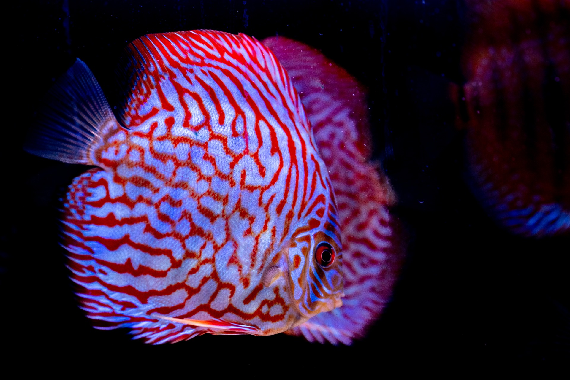 Discus red map bij Aquariumhuis Friesland